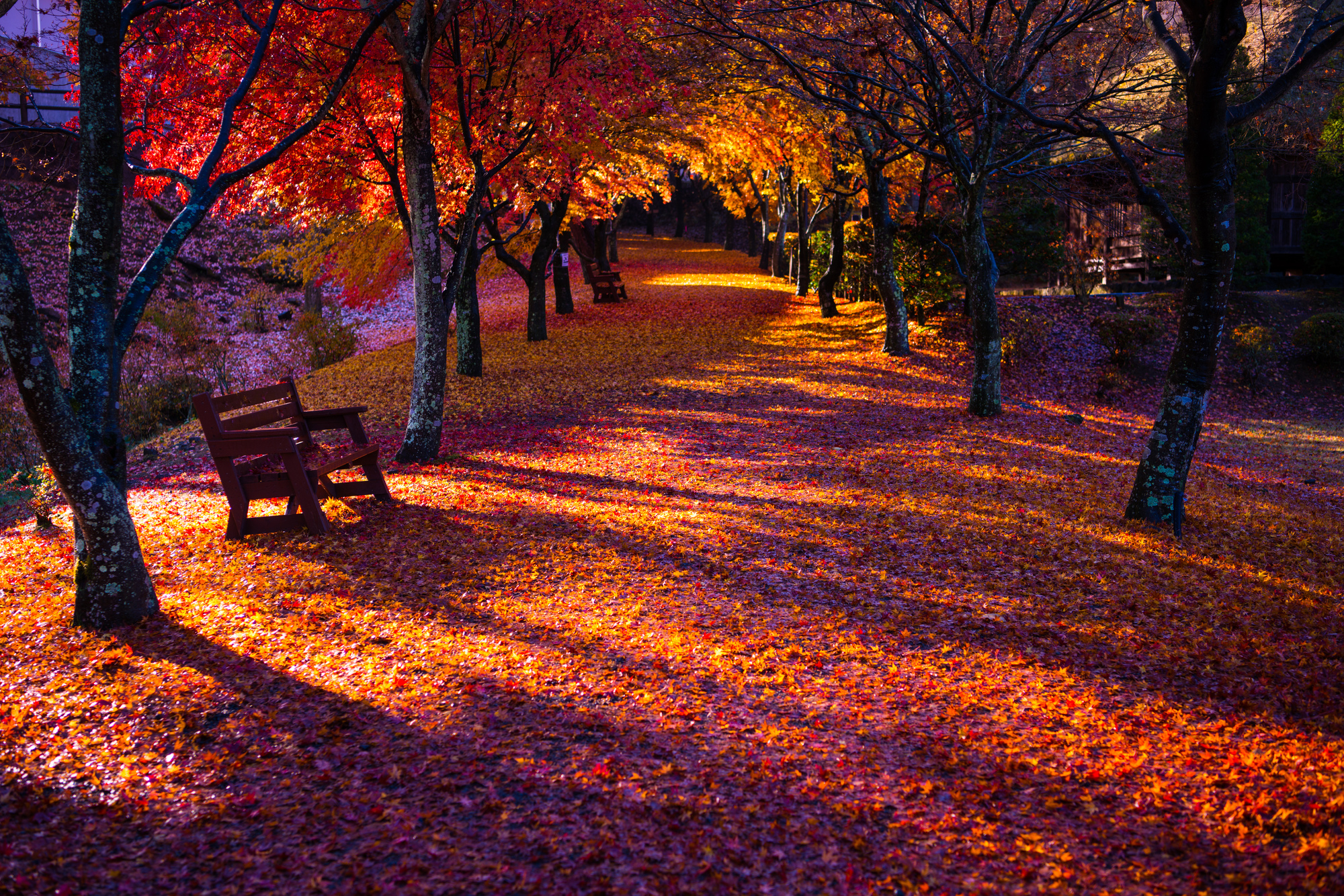 晩秋には紅葉の絨毯ができます