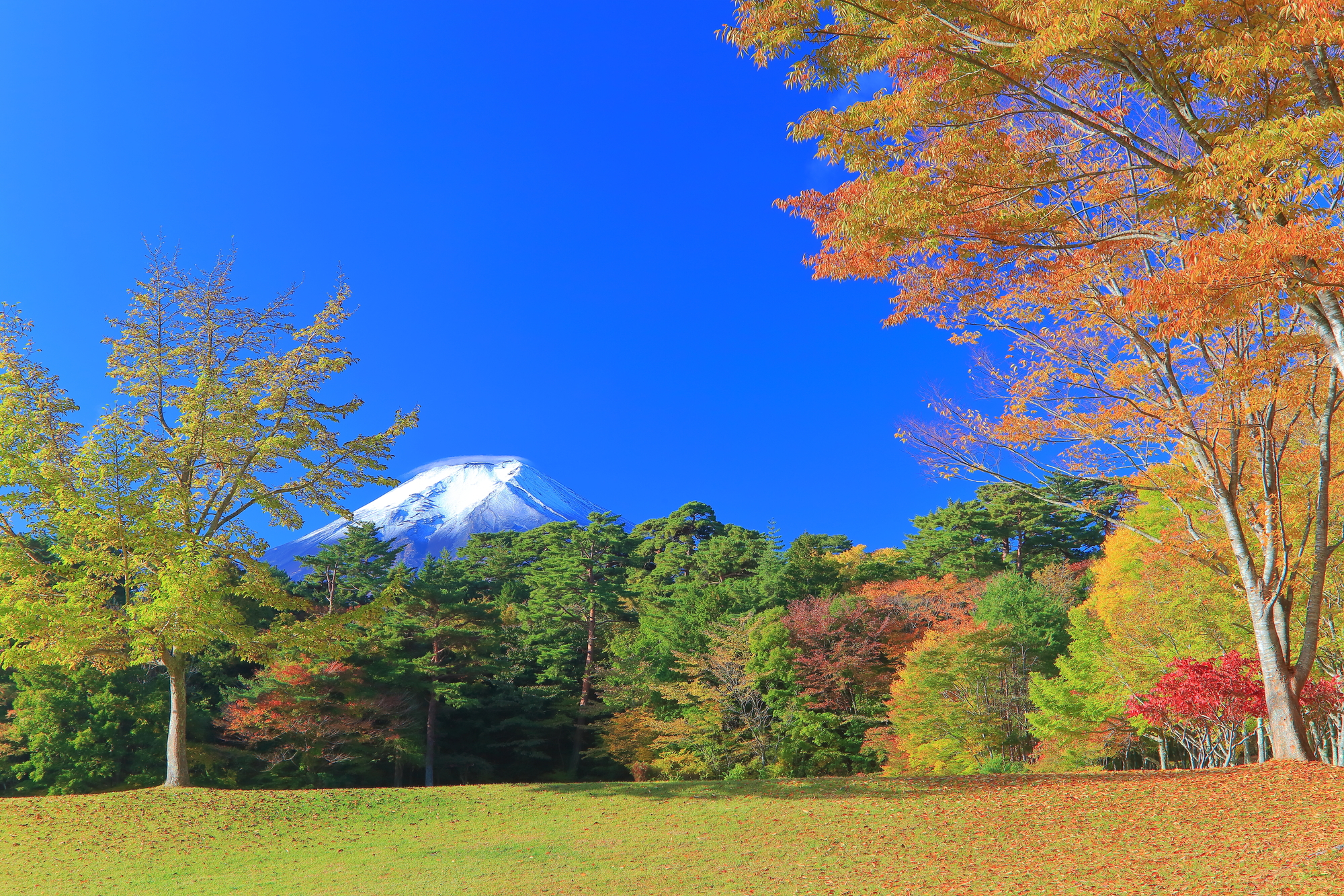 秋には色とりどりの木々が絵画のような光景を演出します