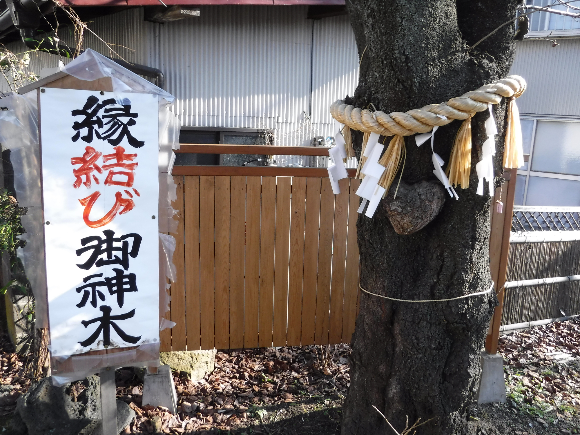 縁結びご神木にはハートの形のコブがある