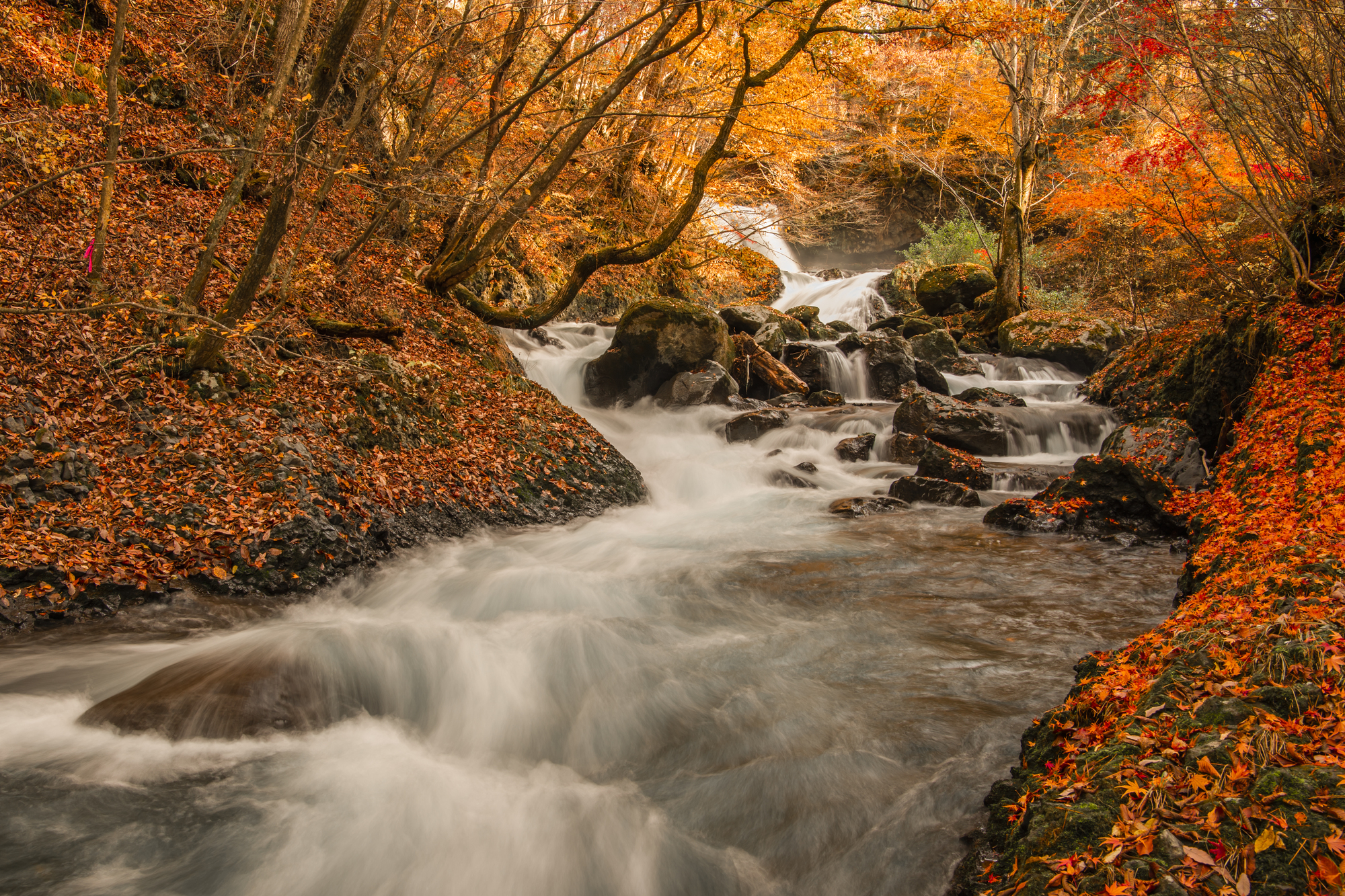 紅葉が真っ赤に燃える秋はフォトジェニックな光景が広がる
