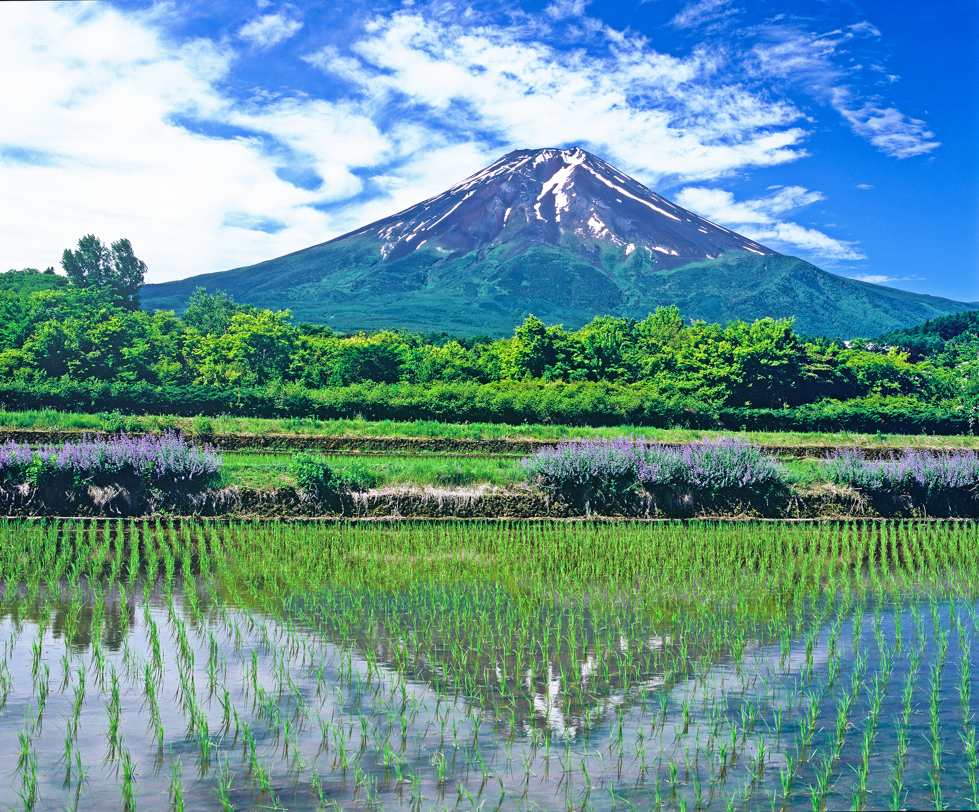 田植えシーズンの逆さ富士も魅力的